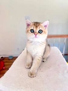 Golden British brother and sister kittens - Photo 4