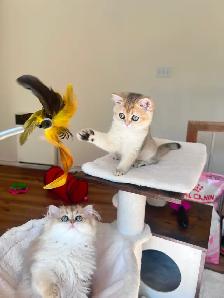 Golden British brother and sister kittens - Photo 9