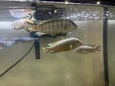 cichlidés du lac Malawi// poisson d’Afrique - Photo 2