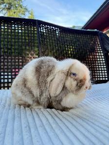 Spayed Female Holland Lop bunny