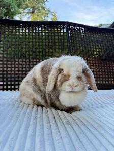 Spayed Female Holland Lop bunny - Photo 2