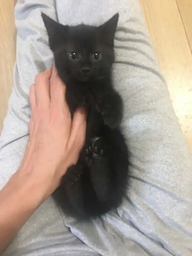JOLIS CHATONS