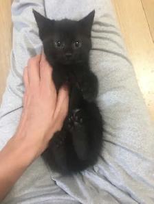 JOLIS CHATONS