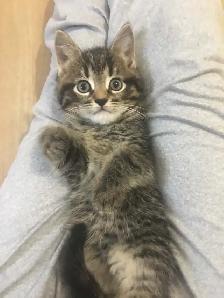 JOLIS CHATONS - Photo 2