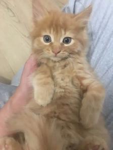 JOLIS CHATONS - Photo 3