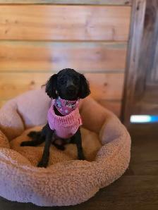 Toy poodel Ready to go - Photo 5