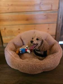 Toy poodel Ready to go - Photo 6