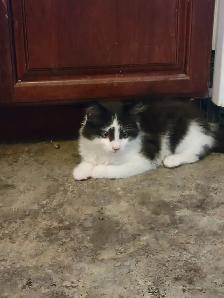 2 Black and White Kittens