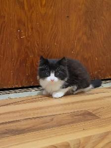 2 Black and White Kittens - Photo 2