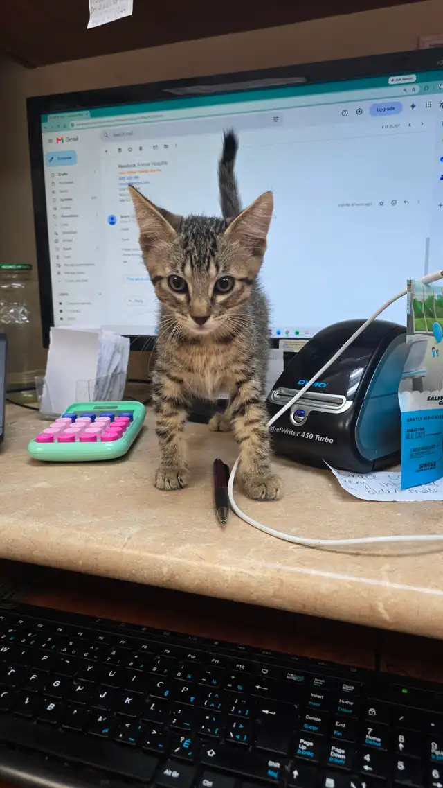 Lovely kittens for adoption