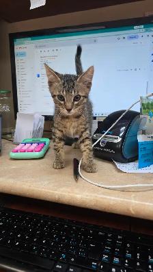 Lovely kittens for adoption