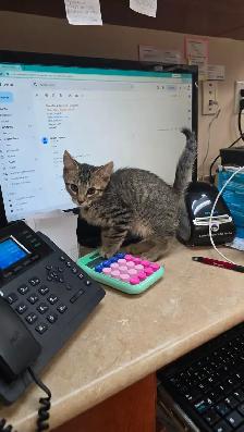 Lovely kittens for adoption - Photo 2