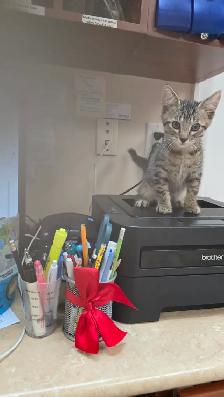 Lovely kittens for adoption - Photo 3