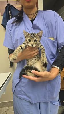 Lovely kittens for adoption - Photo 4