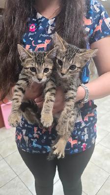 Lovely kittens for adoption - Photo 8