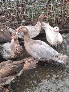 Young Muscovies