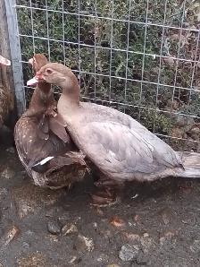 Young Muscovies - Photo 8