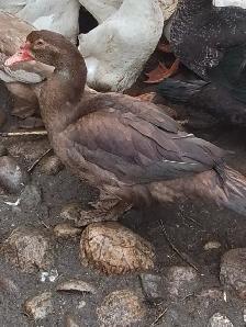 Young Muscovies - Photo 9