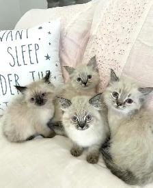 •••⭐️❤️Ragdoll Kittens ❤️⭐️•••(647) 362-8118 - Photo 2
