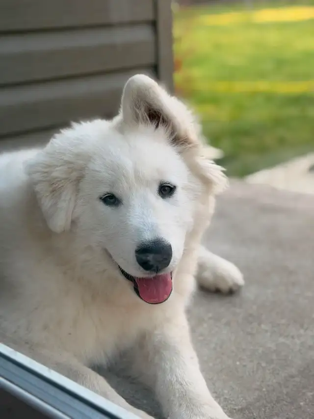 MALE SAMOYED PUPPY GERMAN SHEPHERD FEMALE
