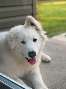MALE SAMOYED PUPPY GERMAN SHEPHERD FEMALE