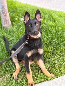 MALE SAMOYED PUPPY GERMAN SHEPHERD FEMALE - Photo 2