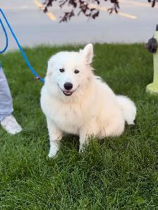 MALE SAMOYED PUPPY GERMAN SHEPHERD FEMALE - Photo 4