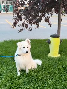 MALE SAMOYED PUPPY GERMAN SHEPHERD FEMALE - Photo 5