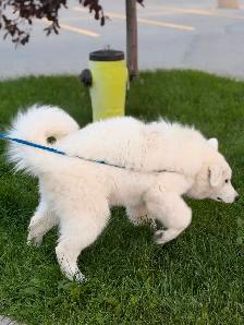 MALE SAMOYED PUPPY GERMAN SHEPHERD FEMALE - Photo 6