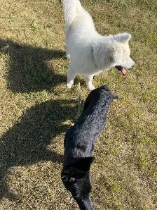 MALE SAMOYED PUPPY GERMAN SHEPHERD FEMALE - Photo 8