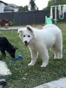 MALE SAMOYED PUPPY GERMAN SHEPHERD FEMALE - Photo 9