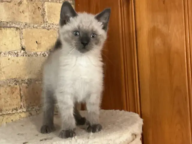 Beautiful male Siamese kitten