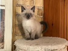 Beautiful male Siamese kitten - Photo 2