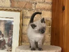 Beautiful male Siamese kitten - Photo 3