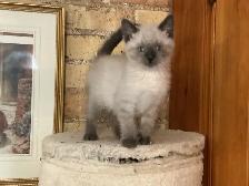 Beautiful male Siamese kitten - Photo 4