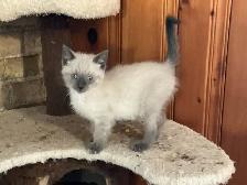 Beautiful male Siamese kitten - Photo 5