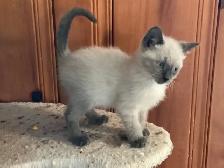 Beautiful male Siamese kitten - Photo 6
