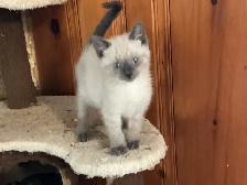 Beautiful male Siamese kitten - Photo 7