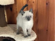 Beautiful male Siamese kitten - Photo 8
