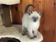 Beautiful male Siamese kitten - Photo 9