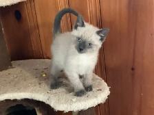 Beautiful male Siamese kitten - Photo 10