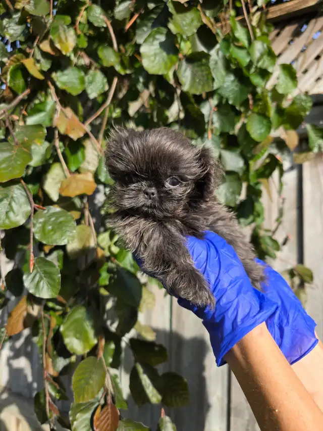 Shih Tzu CKC Registered