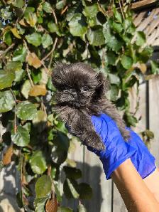 Shih Tzu CKC Registered