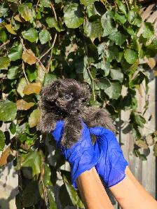 Shih Tzu CKC Registered - Photo 2