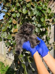 Shih Tzu CKC Registered - Photo 3