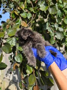 Shih Tzu CKC Registered - Photo 4
