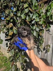 Shih Tzu CKC Registered - Photo 5