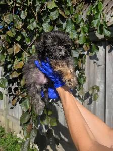 Shih Tzu CKC Registered - Photo 6