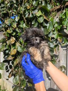 Shih Tzu CKC Registered - Photo 7