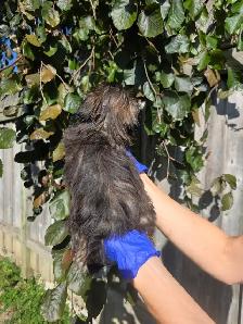Shih Tzu CKC Registered - Photo 8